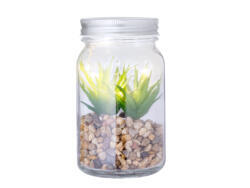 Planta Decorativa Kyala