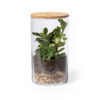 Terrarium Anymak - Imagen 2