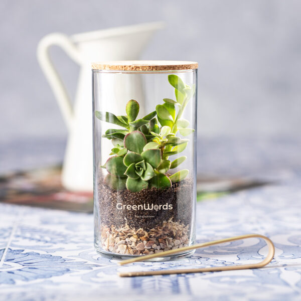 Terrarium Anymak - Imagen 4