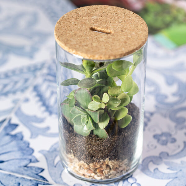 Terrarium Anymak - Imagen 5