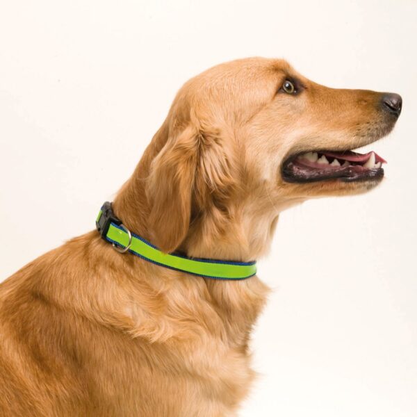 Collar Muttley - Imagen 5