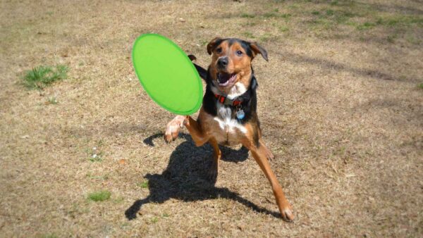 Frisbee Watson - Imagen 9