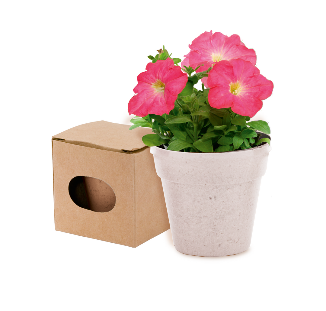 Maceta Advert - Imagen 8